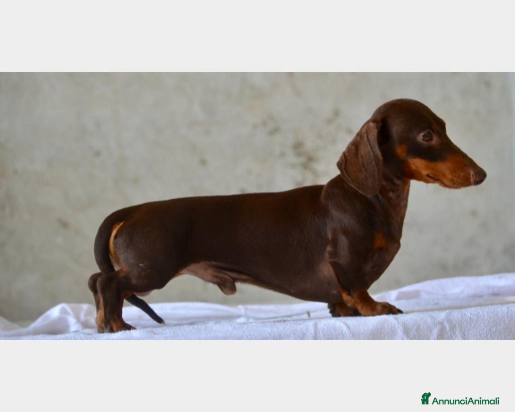 Bassotto cani BASSOTTO KANINCHEN A PELO CORTO  a Vercelli - Annuncio 3