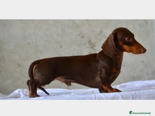 Bassotto cani BASSOTTO KANINCHEN A PELO CORTO a Vercelli - Annuncio 29