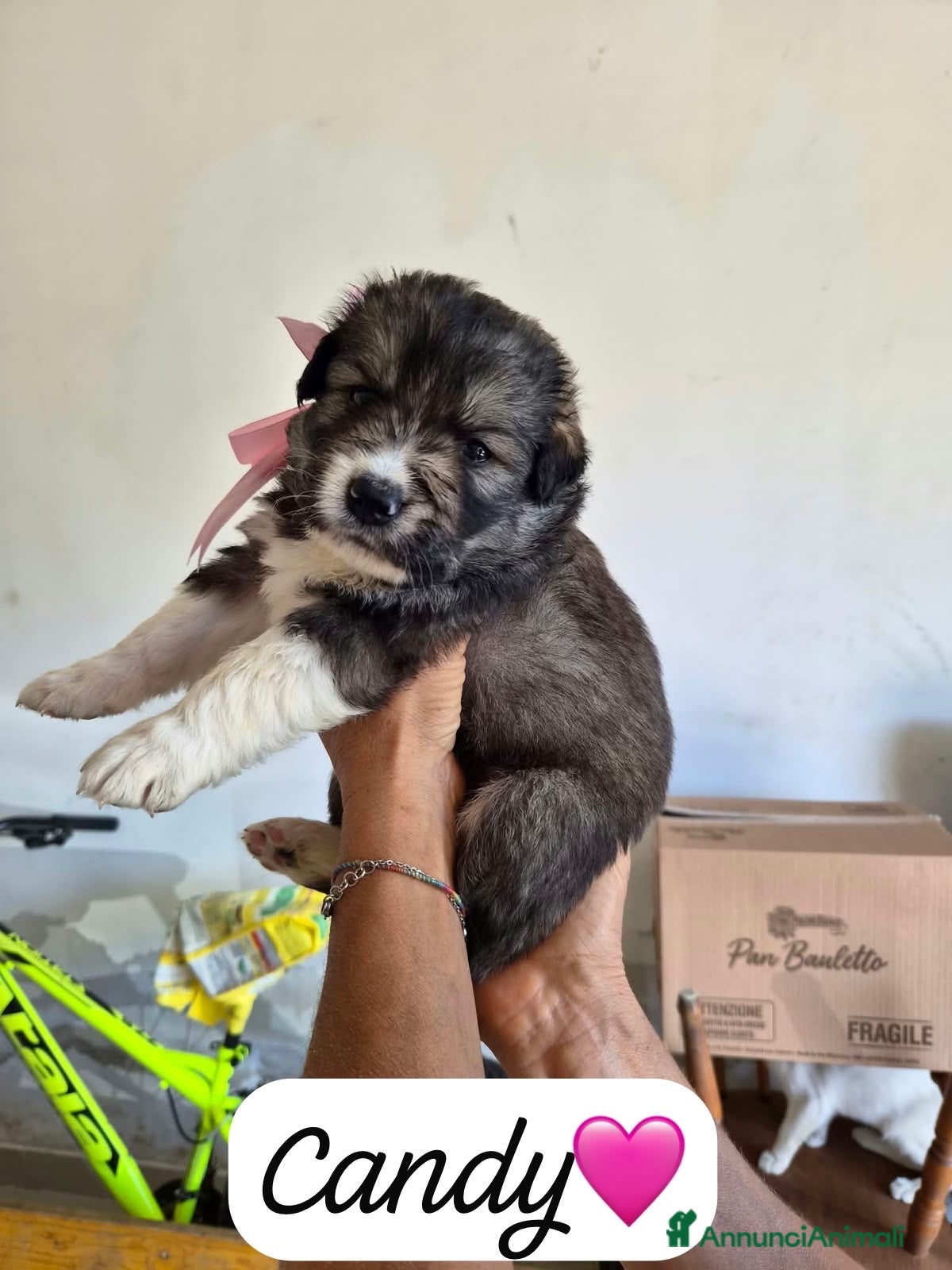 Meticcio cani Candy dolce cucciola simil pastore australiano - Annuncio 38