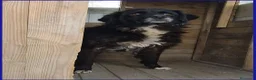 Meticcio cani in regalo: ERAORA, TENERA VECCHIETTA 9 ANNI HA ASPETTATO TUTT - Annuncio 3