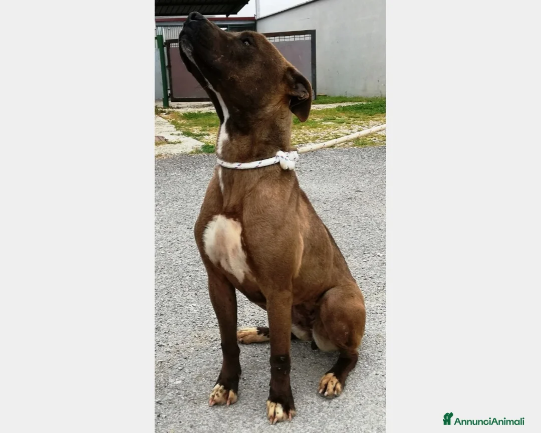 Meticcio cani in regalo: Lady, derivata pitbull cane Femmina a Latina - Annuncio 2