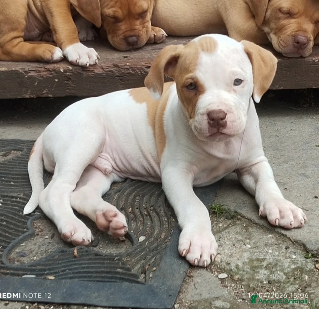 Pitbull cani in vendita: Ultimi 4 cuccioli Pitbull Red nose ukc - Annuncio 1