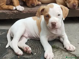 Pitbull cani Ultimi 4 cuccioli Pitbull Red nose ukc - Annuncio 1