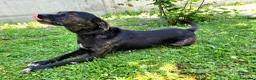 Meticcio cani in regalo: Cucciolotto Leo cerca affetto - Annuncio 3