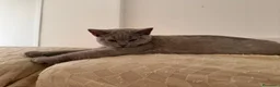 British gatti in vendita: Quattro piccoli British cercano casa 🐾 - Annuncio 19