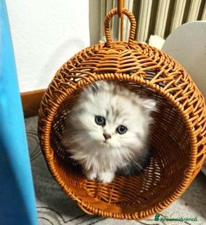Persiano gatti Gattino persiano chinchilla - Annuncio 4