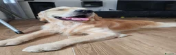 Golden Retriever cani per accoppiamento: Golden retriever da monta - Annuncio 3