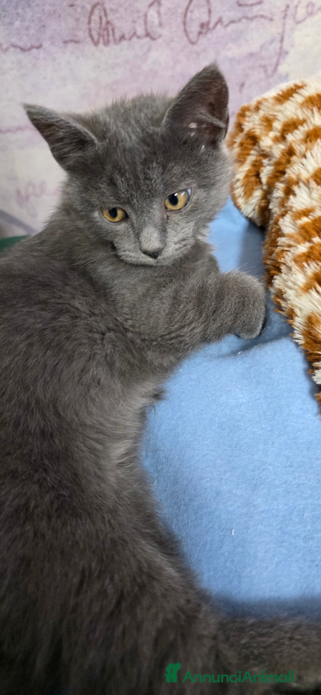 Certosino gatti in regalo: Adorabili Cuccioli di Gatto Grigio e Crema  - Annuncio 2