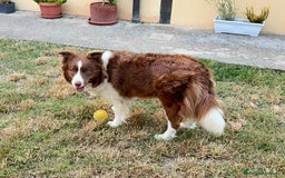 Border Collie cani in vendita: Cucciolo di Border Collie Red, Pedigree Enci a Provincia di Pescara - Immagine 5