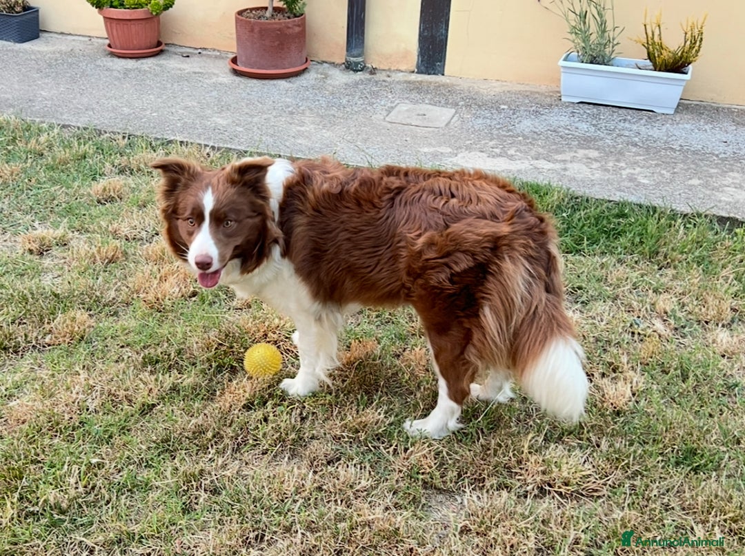 Border Collie cani in vendita: Cucciolo di Border Collie Red, Pedigree Enci a Provincia di Pescara - Immagine 5