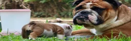 Bulldog cani in vendita: Cuccioli Bulldog Inglese con Pedigree - Annuncio 12