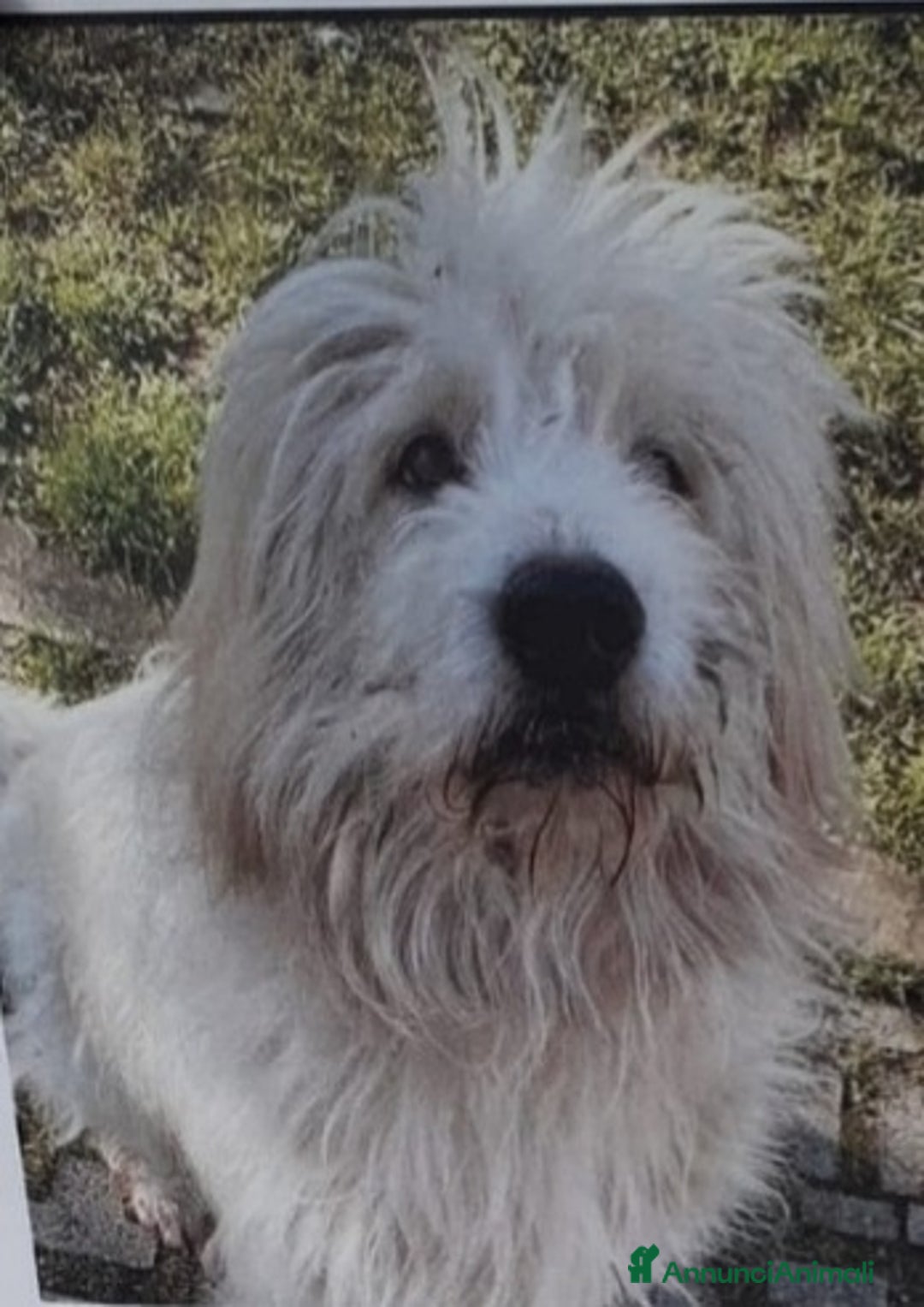 Spinone cani in regalo: Spinone bianco 8anni rimasto solo da tempo.LIGURIA a Città metropolitana di Milano - Annuncio 3