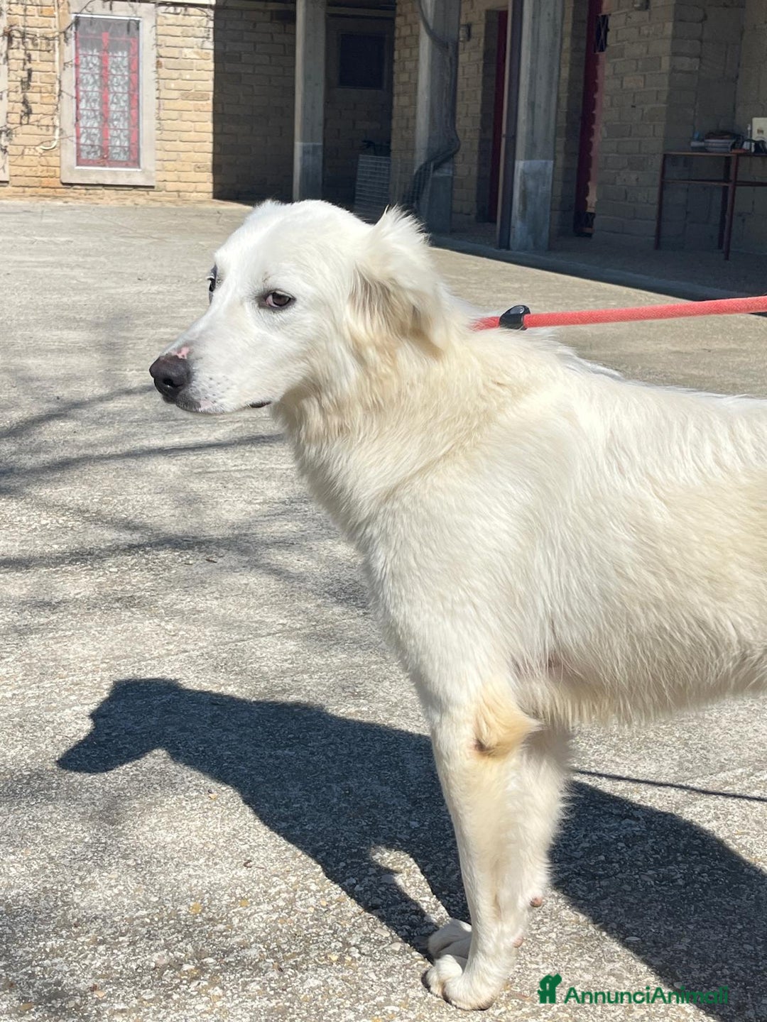 Meticcio cani in regalo: MARY ABBANDONATA COME SPAZZATURA - Annuncio 4