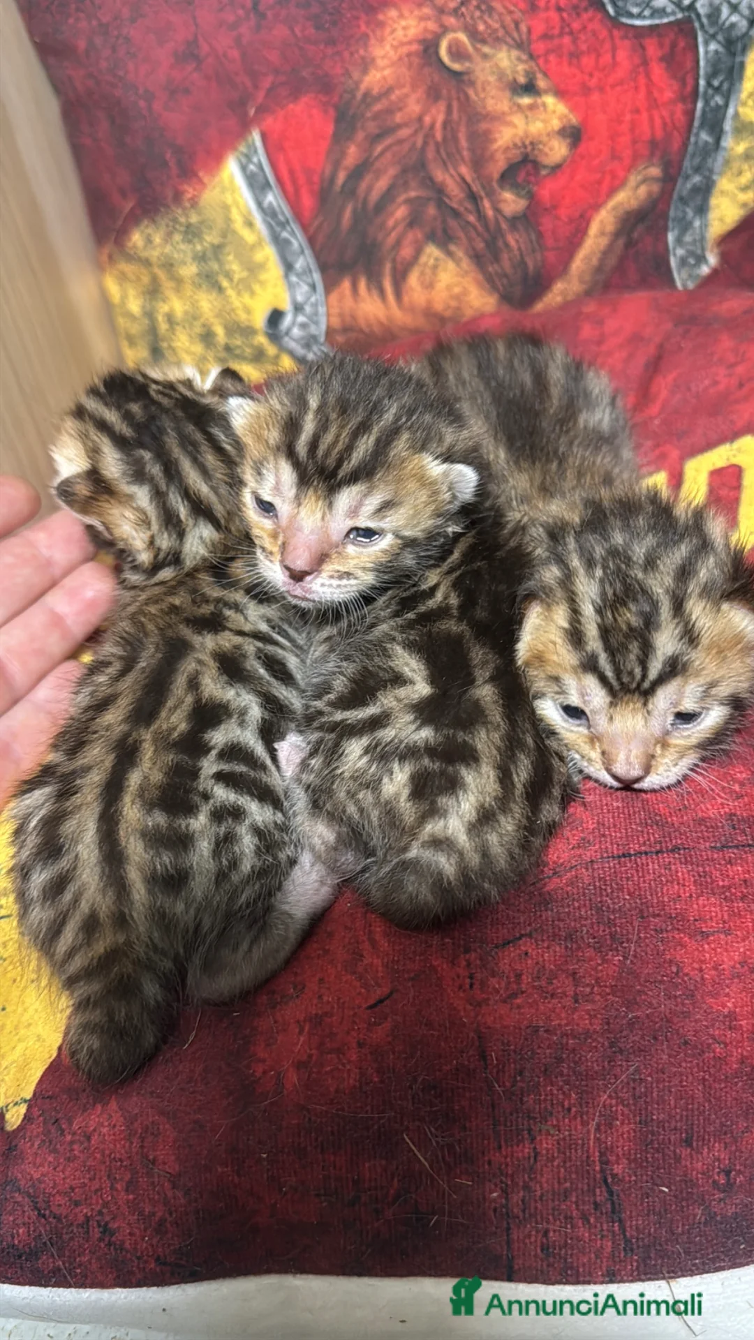 Bengala gatti in vendita: Maschietti bengal puri manto brown - Annuncio 2