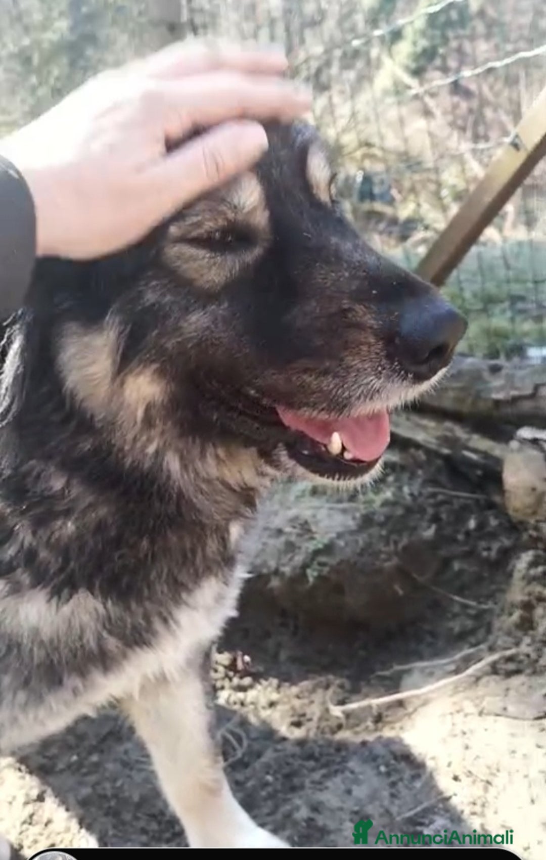 Meticcio cani in regalo: NAVONA mix Pastore Carpazi 4/5anni ALESSANDRIA a Città metropolitana di Milano - Annuncio 5