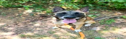 Meticcio cani in regalo: Kira, simil Malinois compagna di giochi ideale - Annuncio 1