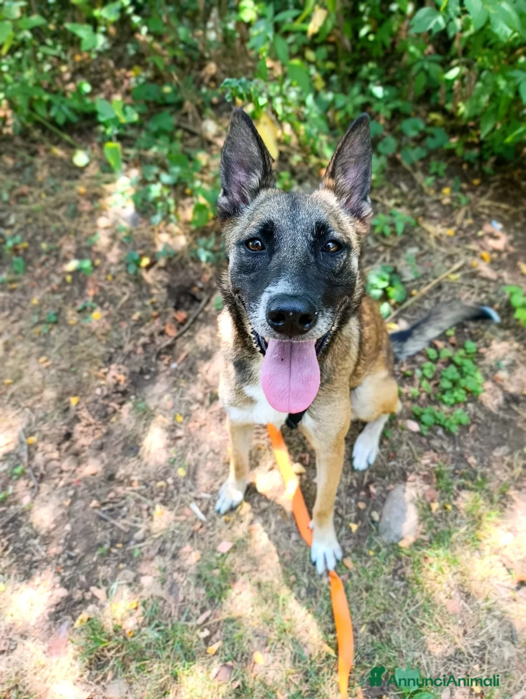 Meticcio cani in regalo: Kira, simil Malinois compagna di giochi ideale - Annuncio 1