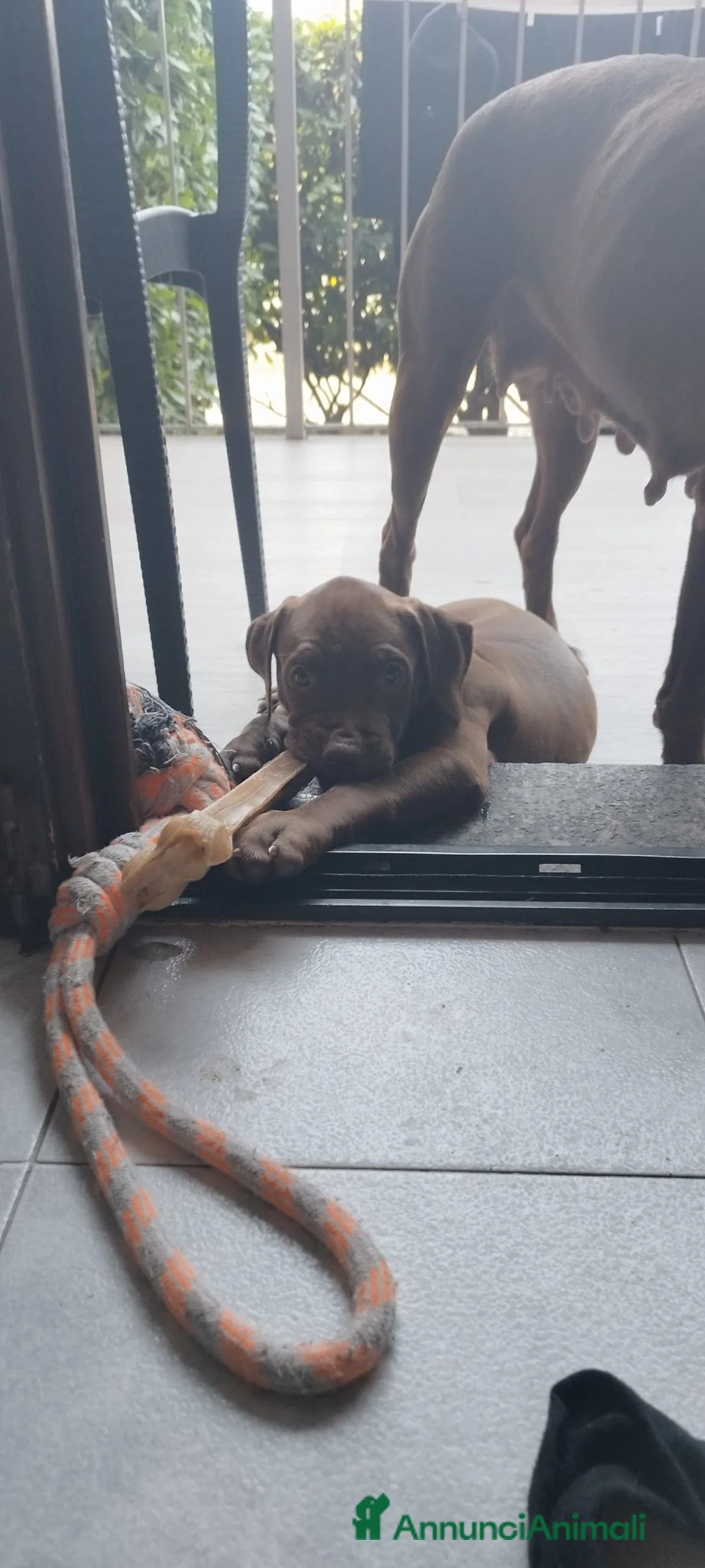 American Staffordshire cani in vendita: American pitbull terrier con pedigree - Annuncio 2