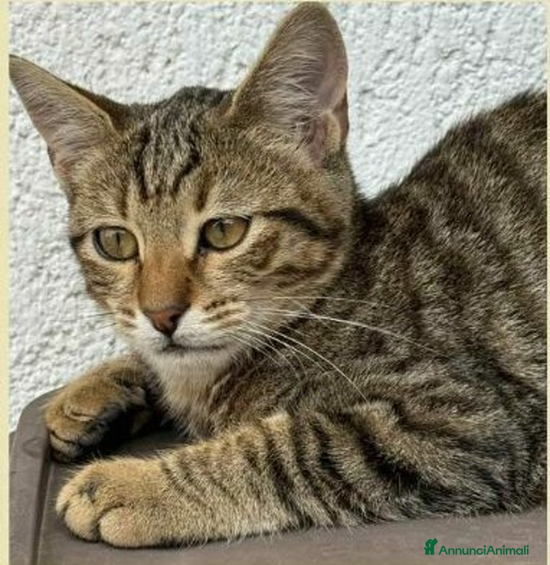 Europeo gatti in regalo: Tenero micino in adozione , JIMMY! - Annuncio 3