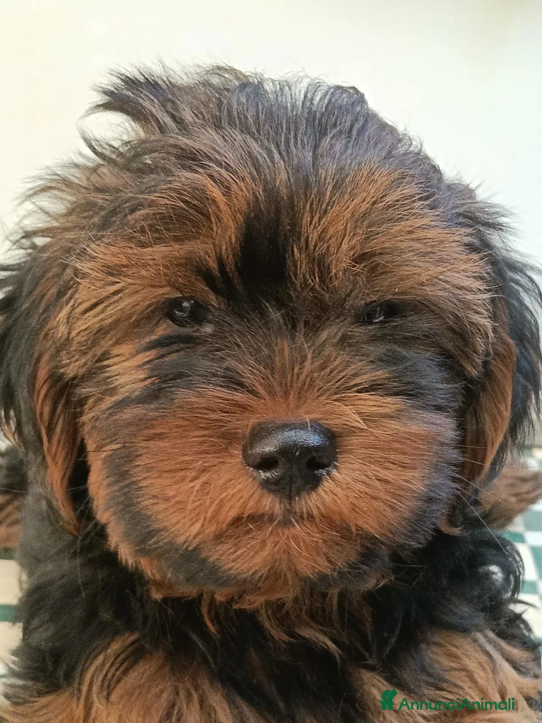 Yorkshire cani in vendita: NANCY - Annuncio 10