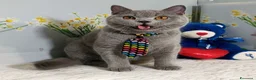 Scottish gatti in vendita: Scottish Straight Marloy - Annuncio 5