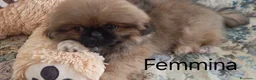Pechinese cani in vendita: CUCCIOLI PECHINESI  a Provincia di Novara - Annuncio 4