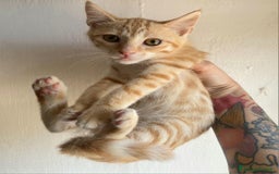 Meticcio gatti in regalo: Astrid gattina di 2 mesi  a Provincia di Teramo - Immagine 4