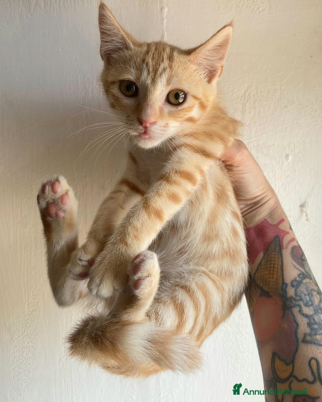 Meticcio gatti in regalo: Astrid gattina di 2 mesi  a Provincia di Teramo - Immagine 4