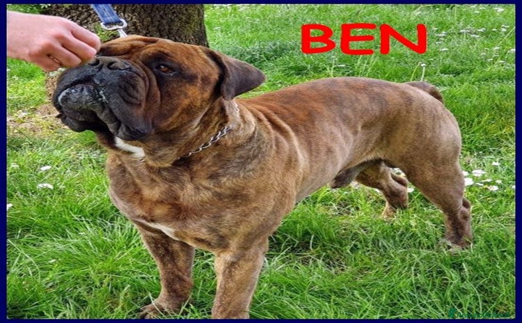 Bullmastiff cani - Annuncio 1