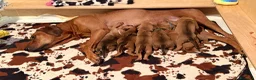 Rhodesian Ridgeback cani in vendita: Wid Gees Litter - Annuncio 4