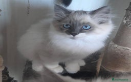 Siberiano gatti in vendita: Gatti cuccioli Siberiani ipoallergenici a Provincia di Forlì-Cesena - Immagine 13