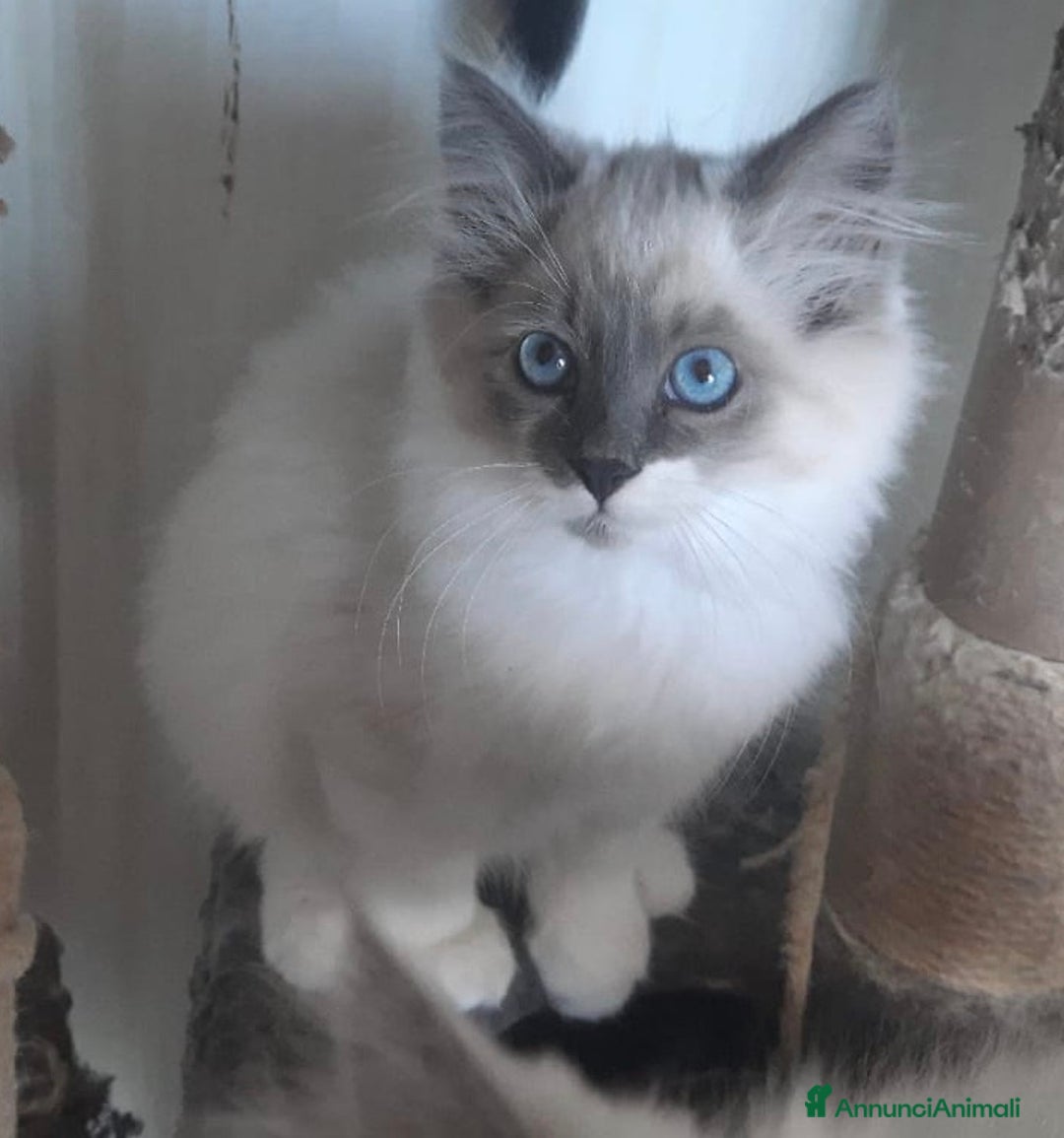 Siberiano gatti in vendita: Gatti cuccioli Siberiani ipoallergenici a Provincia di Forlì-Cesena - Immagine 13
