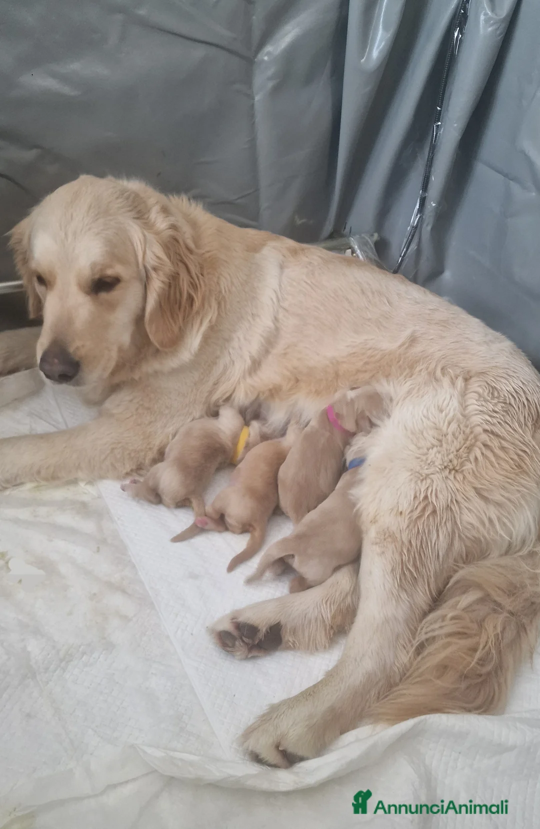 Golden Retriever cani in vendita: Cuccioli golden retriever Americani - Annuncio 2