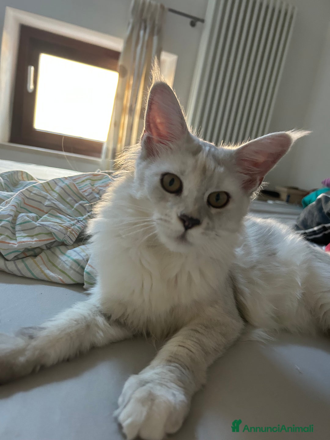 Maine Coon gatti in vendita: Maine Coon femmina 7 mesi con pedigree  - Annuncio 8