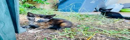 Europeo gatti in regalo: Gattine sorelle 2 mesi mamma testata  - Annuncio 3