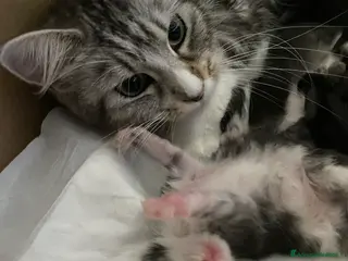 Maine Coon gatti Maine Coon - Annuncio 1