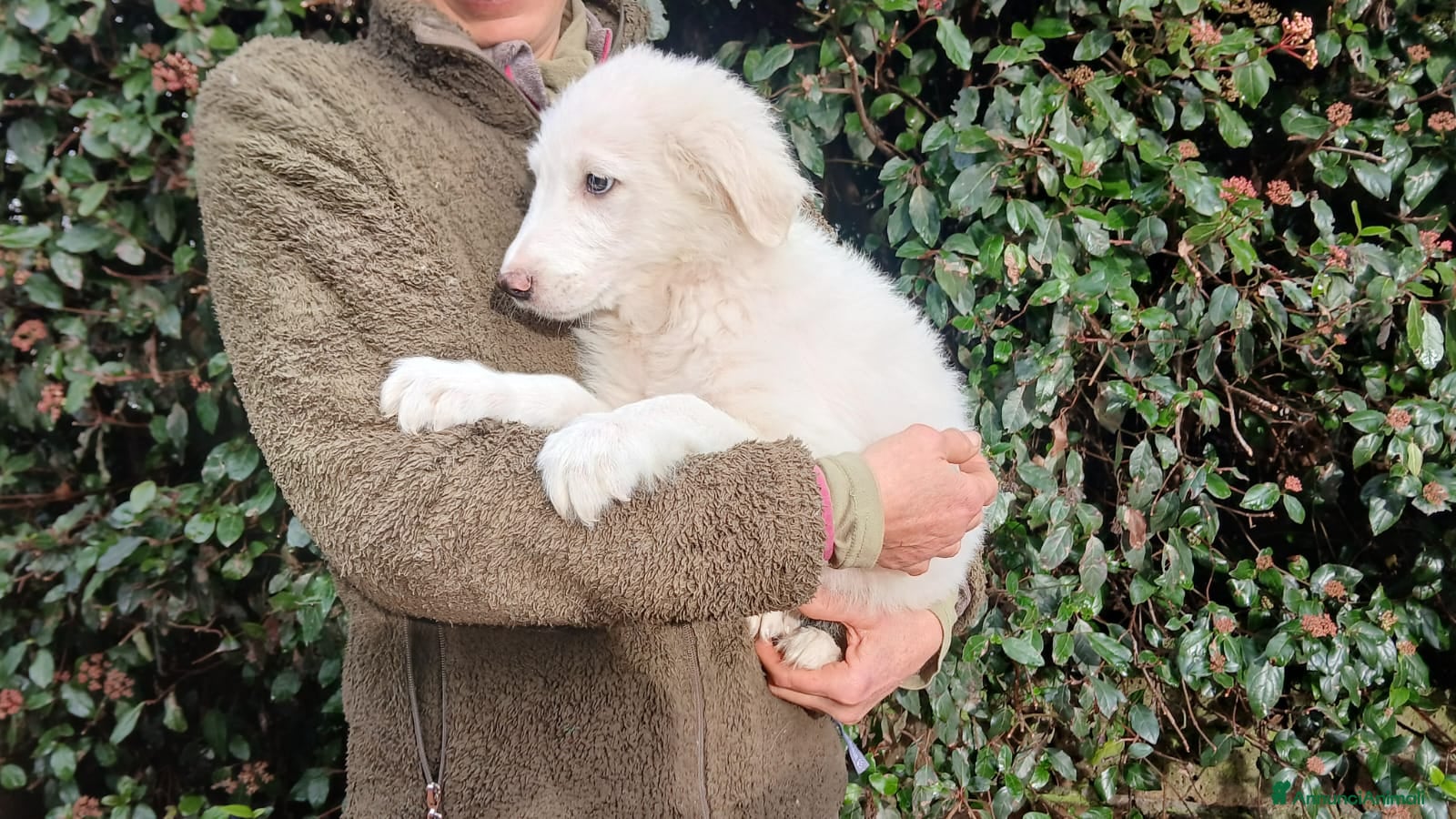 Meticcio cani GOLIA STA ASPETTANDO LA SUA FAMIGLIA PER LA VITA - Annuncio 2