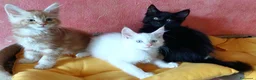 Maine Coon gatti in vendita: Maine coon cucciole Tortie,Red, White - Annuncio 4