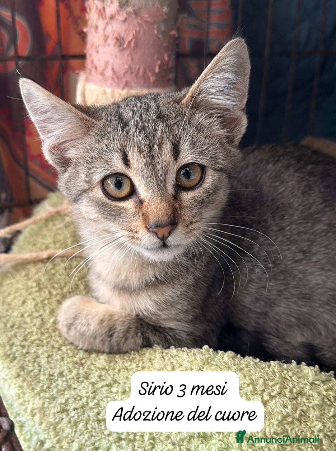 Altre razze gatti in regalo: Gattini desiderosi di trovare famiglia  - Annuncio 3