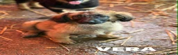 Meticcio cani in regalo: V PUPPIES: 5 dolcissimi cuccioli tg MEDIO-PICCOLA! - Annuncio 2