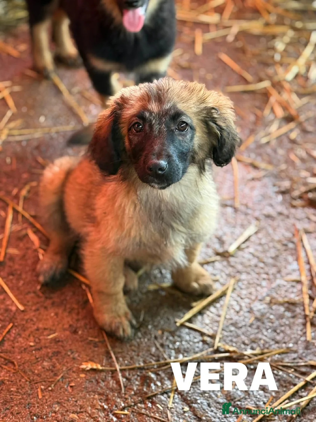 Meticcio cani in regalo: V PUPPIES: 5 dolcissimi cuccioli tg MEDIO-PICCOLA! - Annuncio 2