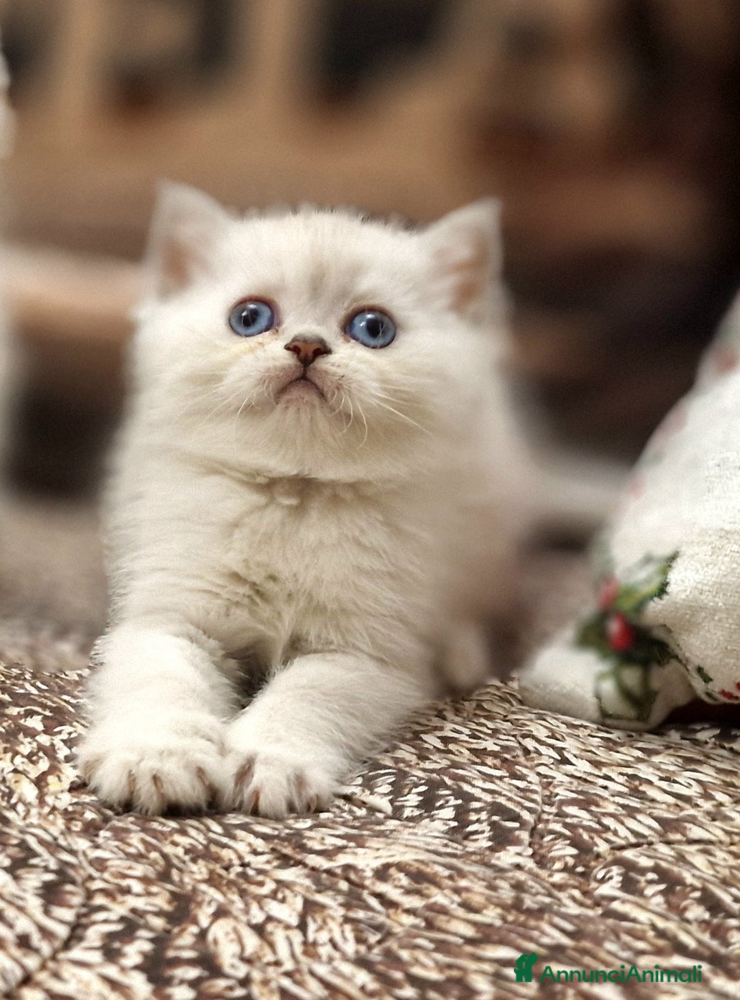 British gatti in vendita: British shorthair e longhair  - Annuncio 9