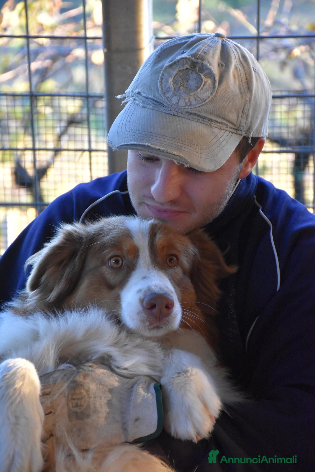 Australian Shepherd cani in vendita: cucciolotti pastore australiano - australian  - Annuncio 36