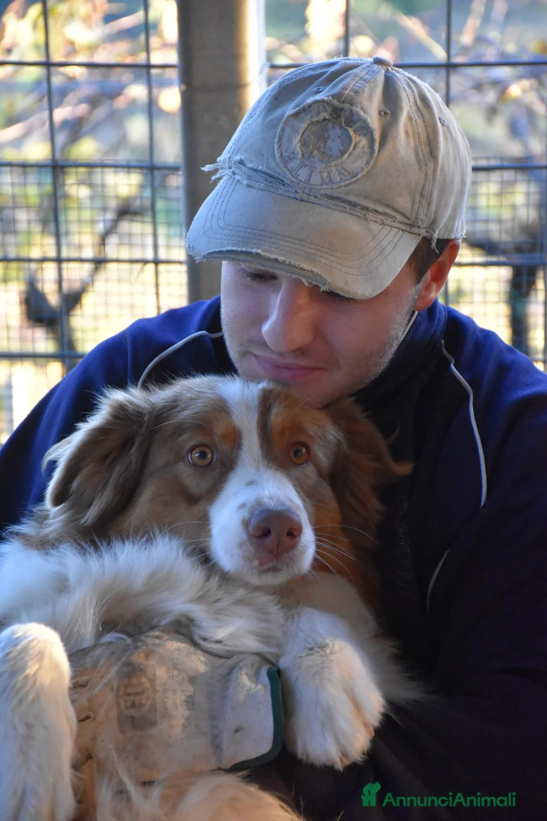 Australian Shepherd cani in vendita: cucciolotti pastore australiano - australian  - Annuncio 1