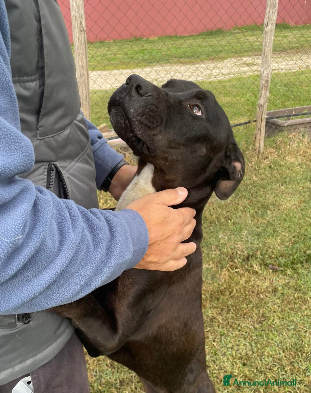 Meticcio cani in regalo: The King- cane nero mix labrador molosetto - Annuncio 3