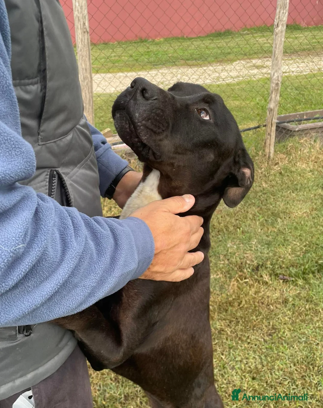 Meticcio cani in regalo: The King- cane nero mix labrador molosetto - Annuncio 3