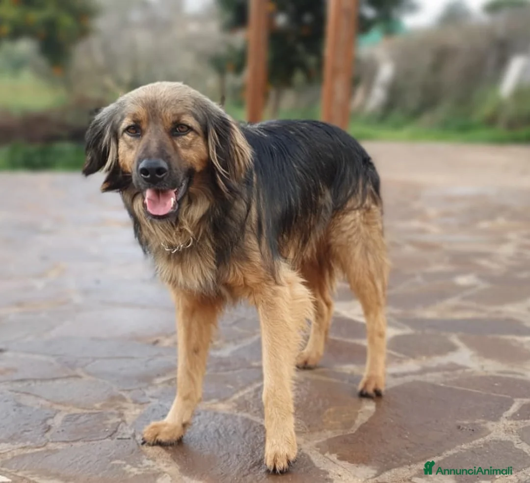 Meticcio cani in regalo: CESARE un futuro da riscrivere con il cuore a Pomezia - Annuncio 5