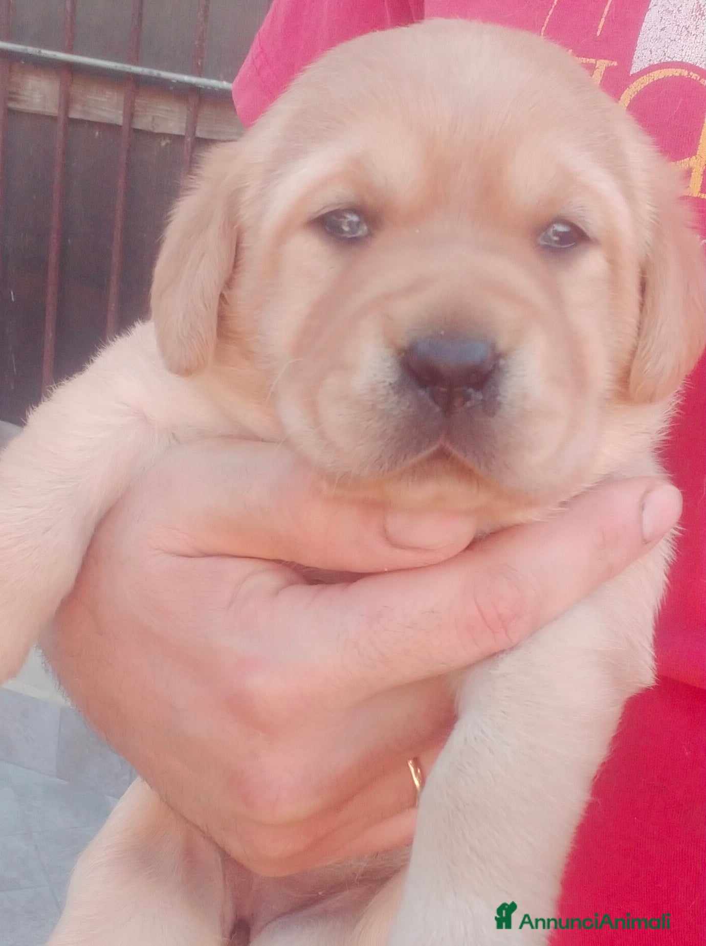 Labrador cani Bellissimi cuccioli di labrador  - Annuncio 6