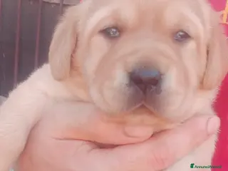 Labrador cani Bellissimi cuccioli di labrador - Annuncio 6