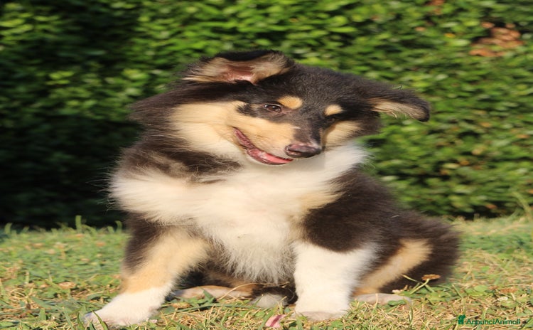 Collie cani a Province of Como - Annuncio 3